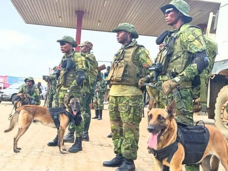 Les FARDC, bataillon de canine en patrouilles pédestres à Beni. 